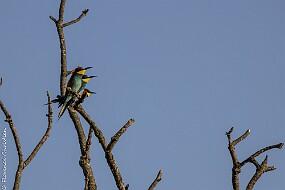 Guêpiers-2