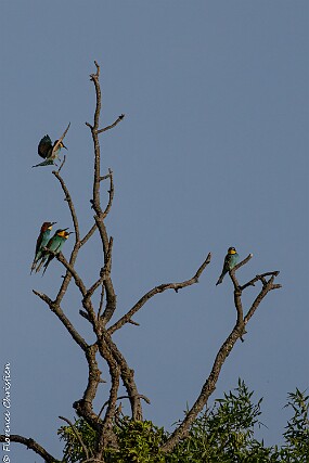 Guêpiers-3