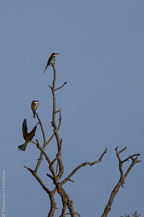 Guêpiers-4