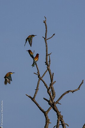 Guêpiers-5