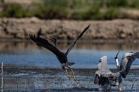 Héron cendré chasse héron pourpré et gagne