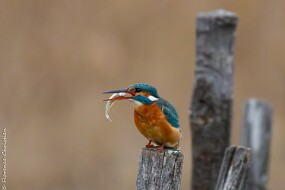 Martin et poisson-3 null