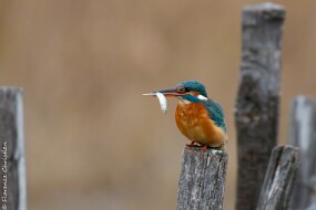 Martin et poisson null