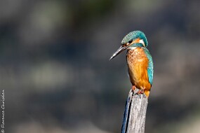 Martin pêcheur-2-3 null