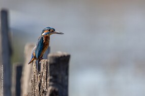 Martin pêcheur-3-3 null