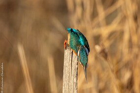 Martin pêcheur-4-1 null
