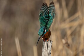 Martin pêcheur-5 null