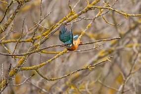 Martin pêcheur-6 null