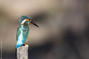 Martin pêcheur-7 null