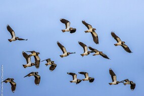 Vaneaux huppés null