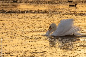cygne-2-1