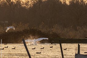 cygne