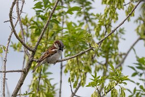 moineau-2