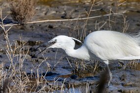 Aigrette garzette a gobé