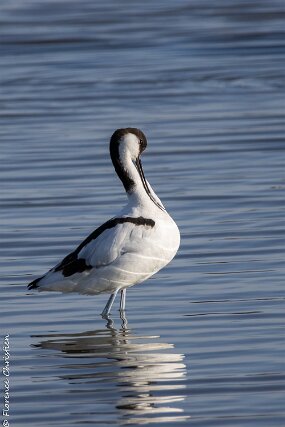 Avocette elegante