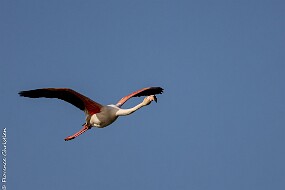 Flamand Rose-2 null
