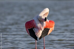 Flamand rose-3 null