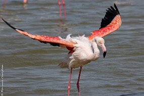 Flamand rose null