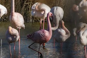 Flamant nain-2