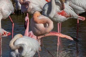 Flamant nain-3
