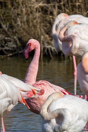 Flamant nain-4