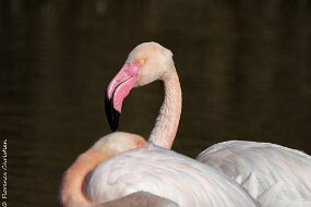 Flamant portrait
