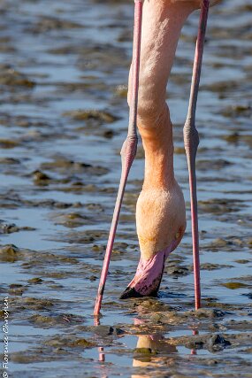 Flamant-3