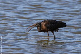 Ibis_