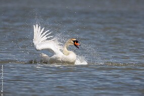 Cygne null