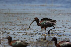 Ibis null