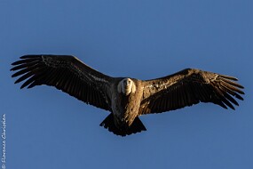 Vautours fauve-1 null