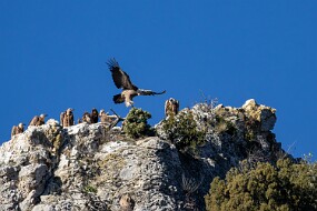 Vautours fauve-4 null