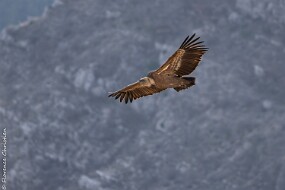 Vautours fauve-5-1 null