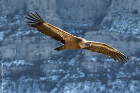 vautour-2