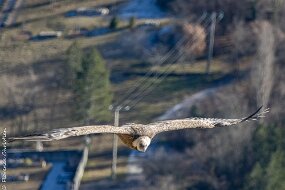 vautour-3