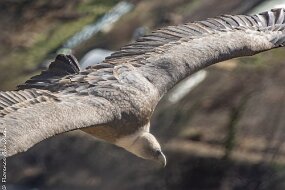 vautour-4