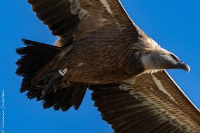 vautour-5