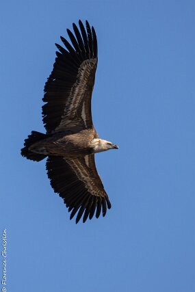vautour-7