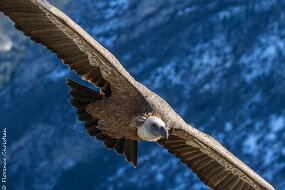 vautour-8