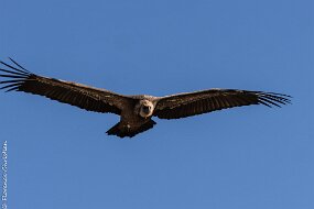 vautour