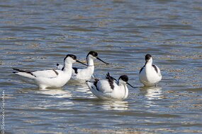 Avocettes elegantes