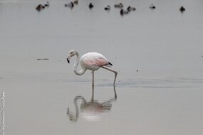 Flamant