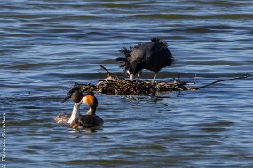 Foulque vire grebes huppes