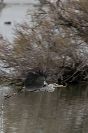 Heron