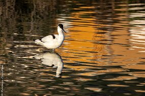 avocette elegante