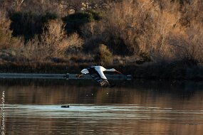 cigogne-1