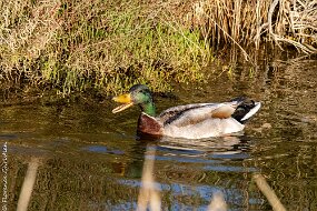 colvert