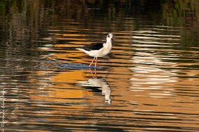 echasse blanche-3
