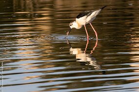 echasse blanche