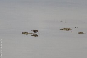 petit oiseau reflet